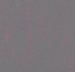 Marmoleum  Concrete - Purple Shimmer